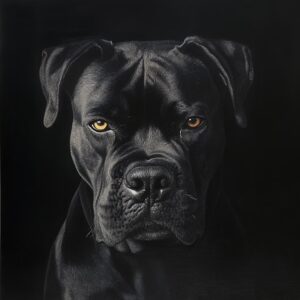 Apprendre au Cane Corso à ne pas tirer en laisse ?