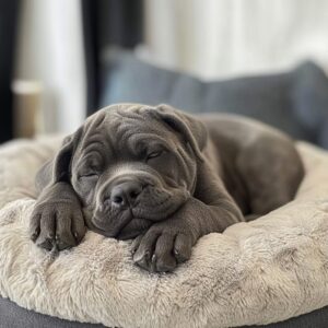 Cane Corso peut il vivre en appartement